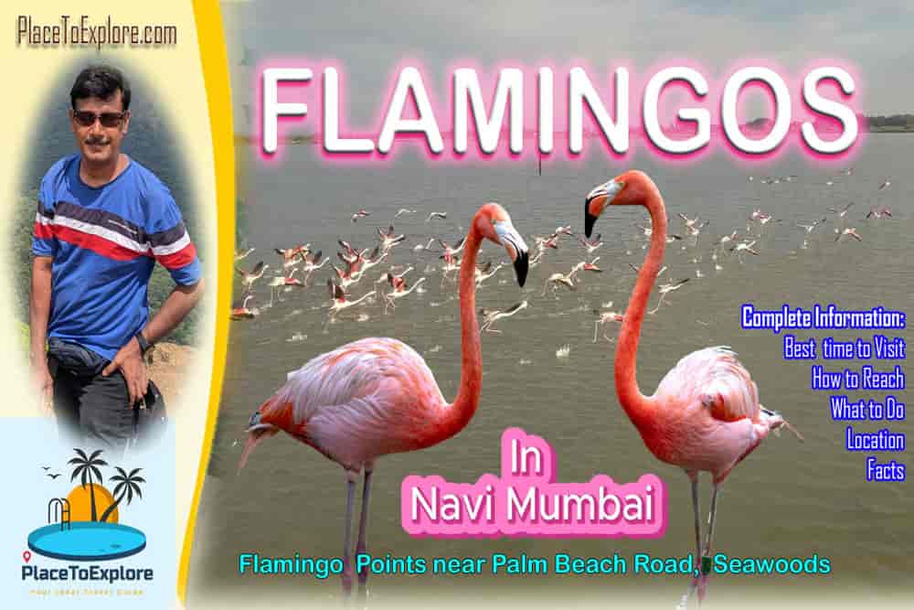 Flamingo Point Seawoods