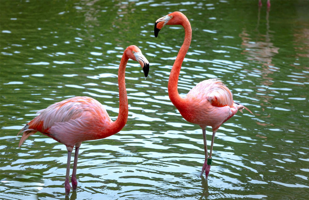 Flamingo Point Seawood
